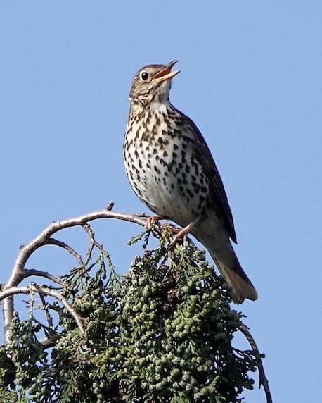 song thrush